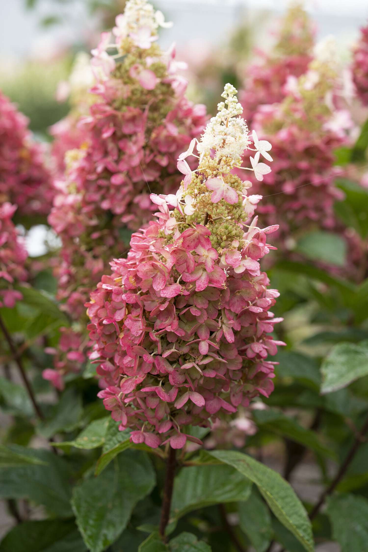 Hortensie 'Pinky Winky'